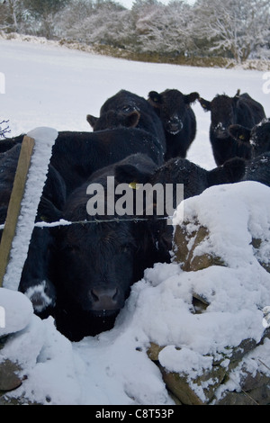 Kühe in einem Schneefeld überdachte Bauern im Winter auf Nahrungssuche Stockfoto