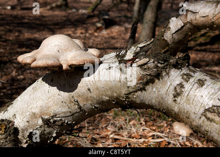 Piptoporus Betulinus oder Birke Polypore Stockfoto