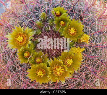 Barrel Cactus (Ferocactus Cylindraceus) in Blüte, Glorieta Canyon, Anza-Borrego Desert State Park, Kalifornien, USA Stockfoto