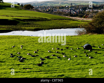 Kanadische Gänse Fütterung auf Rasen, England, UK. Stockfoto