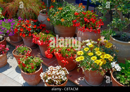 Farbenfrohe Ausstellung von Topfblumen und Zimmerpflanzen im Vergnügungspark Port Aventura. Salou, Katalonien, Spanien. Stockfoto