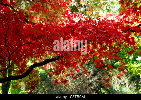 Herbstliche Schönheit in England UK, Sonnenlicht durch rot hell beleuchtet Herbst, die Ahornblätter im herbstlichen Garten Wälder in Gloucestershire Stockfoto