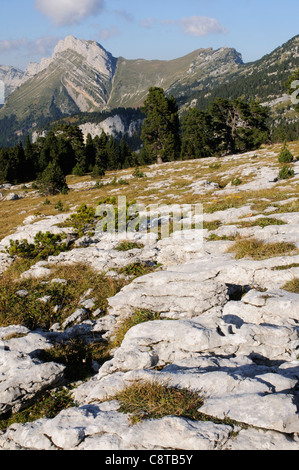 Kalkstein Pflaster auf den Dent de Crolle in der Chartreuse Region der Alpen, Frankreich Stockfoto