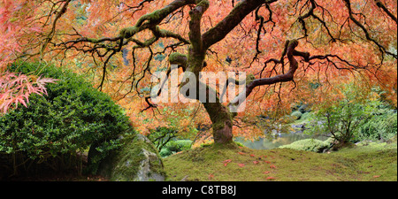 Alter japanischer Ahornbaum im Public Garden in Herbst Panorama Stockfoto