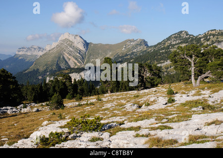 Kalkstein Pflaster auf den Dent de Crolle in der Chartreuse Region der Alpen, Frankreich Stockfoto