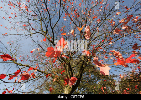 Cholmondeley Schlossgärten. Bunte herbstliche geringer seitlicher Blick auf einen Baum im Cholmondeley Castle Gardens. Stockfoto