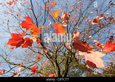 Cholmondeley Schlossgärten. Bunte herbstliche geringer seitlicher Blick auf einen Baum im Cholmondeley Castle Gardens. Stockfoto