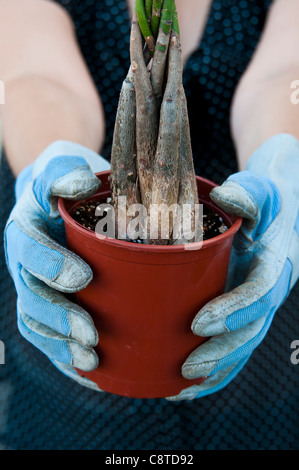 Hände halten eine Pflanze Stockfoto