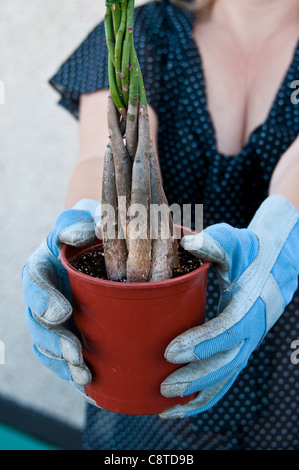 Frau und Baum im Topf Stockfoto