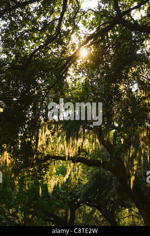 USA, Georgia, Savannah, Eichen mit spanischem Moos Stockfoto