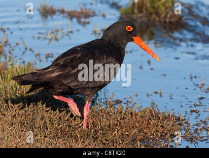 Afrikanische schwarze Austernfischer Haematopus Moquini bei Kromme Flussmündung Stockfoto