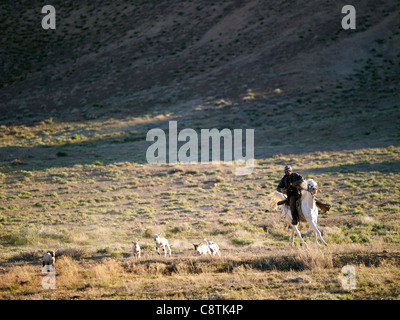 USA, Utah, Cowboy Hüten Vieh auf der Weide Stockfoto