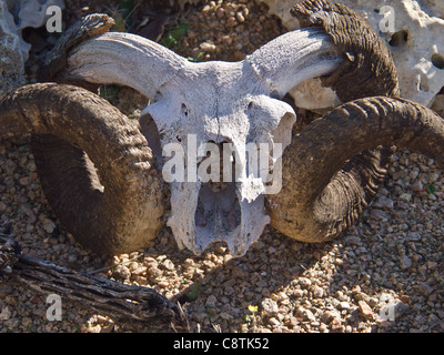 Widderhörner und Schädel Stockfoto