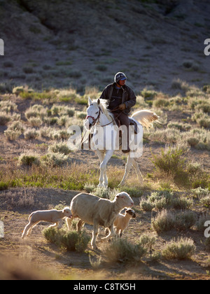 USA, Utah, Cowboy Hüten Vieh auf der Weide Stockfoto