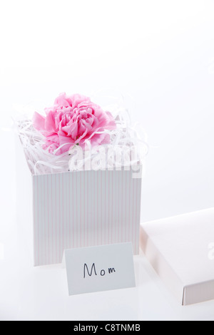 Nelke Blume In Geschenk-Box für Mutter Stockfoto