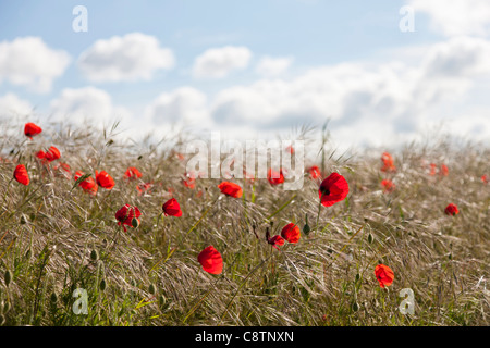 Frankreich, Picardie, Somme, Pont Remy, roter Mohn Blumen Stockfoto