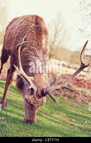 Red Deer Beweidung in Richmond Park Stockfoto