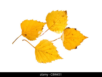 Vier Herbstlaub Buche auf weißem Hintergrund Stockfoto