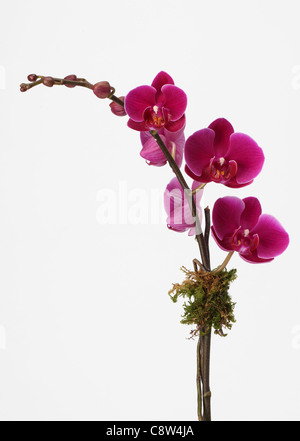 Der Zweig von einer Orchidee Pflanze. Rosa Phalaenopsis Orchid spray Stockfoto