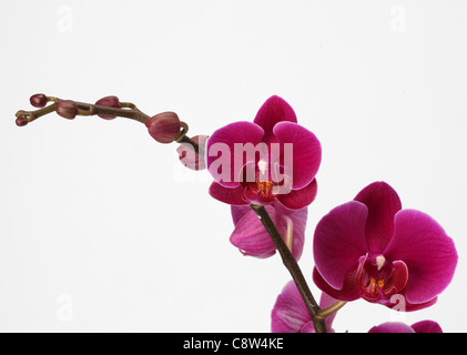 Der Zweig von einer Orchidee Pflanze. Rosa Phalaenopsis Orchid spray Stockfoto