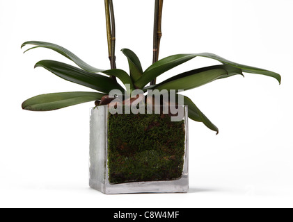 Unten eine Orchidee Pflanze in Glasvase. Stockfoto