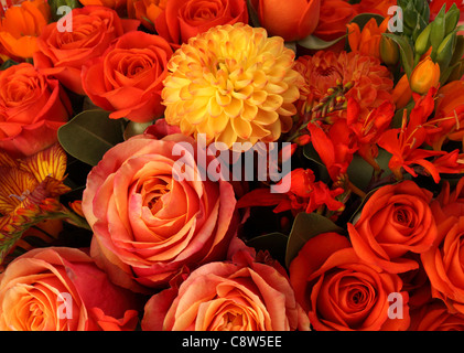 Eine Nahaufnahme von einem bunten Blumenstrauß. Rot und orange Rosen, roten Freesien. Stockfoto