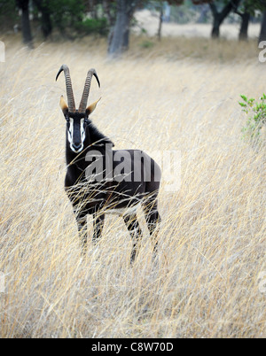 (Hippotragus Niger) männliche Rappenantilopen auf Imire Safari Ranch Stockfoto