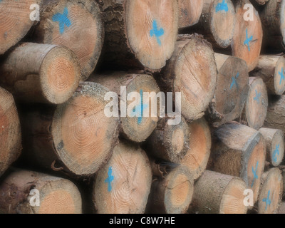 X markiert Baumstämme. Stockfoto