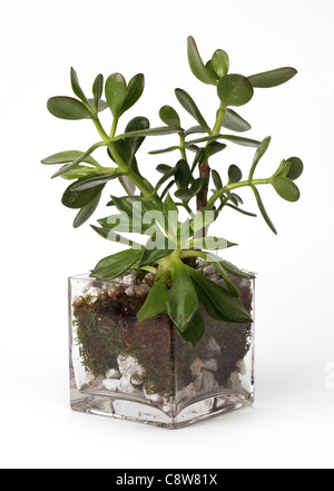 Eine kleine Pflanze wächst in einer Glasvase. Jade-Anlage [Crassula Ovata] Stockfoto