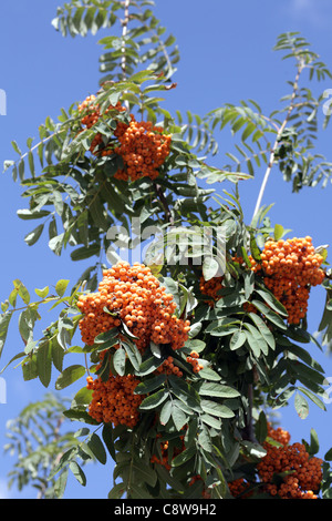 Ebereschenbeere mit Blätter auf Himmelshintergrund, september Stockfoto