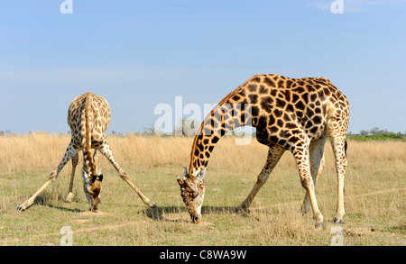 Giraffe (Giraffa Plancius) im Busch an Imire Safari Ranch, Zimbabwe. Stockfoto