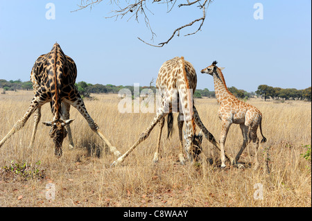 Giraffen-Familie (Giraffa Plancius) im Busch an Imire Safari Ranch, Zimbabwe. Stockfoto