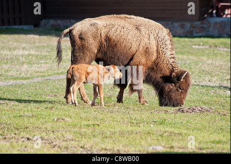 Ein Bison Mutter und ihr baby Stockfoto
