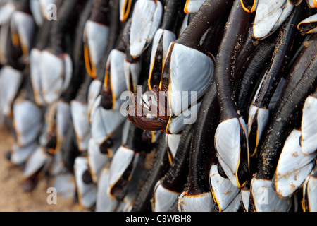 Gans Entenmuscheln Lepas Anatifera zeigt Cirri UK Stockfoto