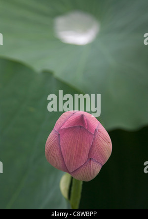 Lotusblüte mit Tau auf das Blatt am Lotus-Blume-Teich im Ueno Park in Tokio, Japan Stockfoto