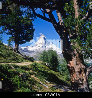 Wanderweg mit Arolla Pinien und Matterhorn Zermatt Wallis Schweiz Europa Stockfoto