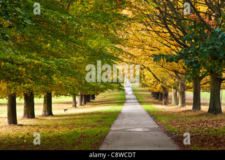 Eine Allee von Herbst Bäume entlang eines Pfads an Wollaton Park, Nottingham, Nottinghamshire, England, UK Stockfoto
