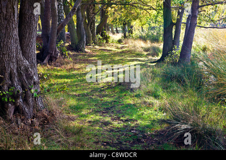 Schecken Herbst Sonnenlicht dringt durch Bäume entlang eines Pfades von der See, Wollaton Park, Nottingham, Nottinghamshire, England, UK Stockfoto