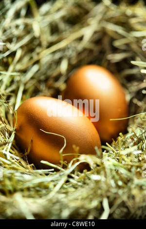 Gold-Ei im nest Stockfoto