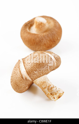 Shiitake-Pilze auf weiß Stockfoto