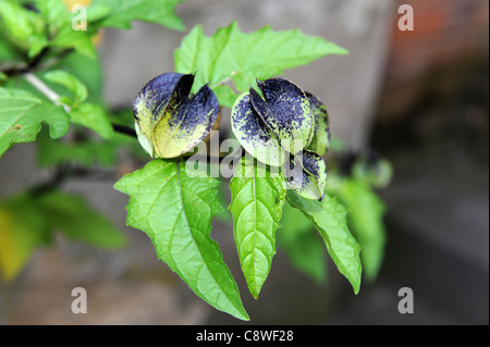 Nicandra Physalis Apple von Peru Nicandra physaloides Stockfoto