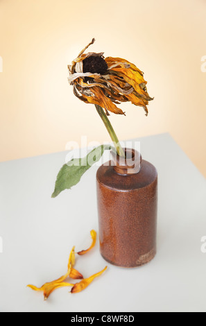 Sonnenhut im braunen Vase welke Stockfoto