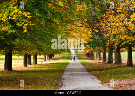 Eine Frau, die Radfahren mit Hund entlang einer Allee von Herbst Bäume auf einem Pfad an Wollaton Park, Nottingham, Nottinghamshire, England, UK Stockfoto