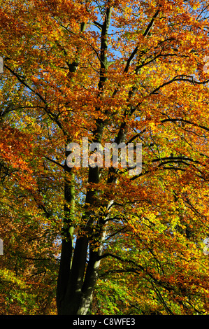 Buche im Herbst, Cambridge, England, UK Stockfoto