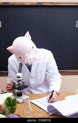 Pig Head Ernährungsberaterin durch Mikroskop suchen und aufschreiben Stockfoto