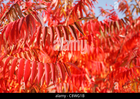 Flammendes Rot Sumach im Herbst, selektiven Fokus. Stockfoto