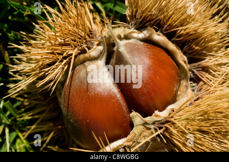 Kastanie (Castanea) Öffnung von innen den stacheligen Grat, Hols der Frucht. Stockfoto