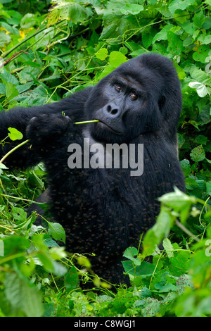 Berg Gorillas (Gorilla Gorilla Beringei) Silberrücken in der dichten Vegetation, in die Kamera schaut. Bwindi undurchdringlichen, Uganda Stockfoto