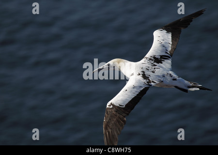 Junge Basstölpel (Morus Bassanus) während des Fluges an der Klippe Küste Helgoland. Stockfoto