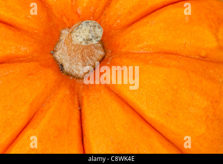 Kürbis-detail Stockfoto